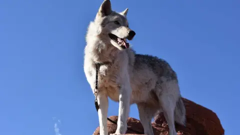 Colorado Wolf Adventures Timber wolf mix dog standing up high on a rock with a leash on