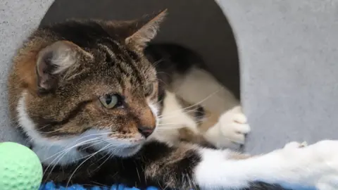 Cats Protection tabby cat