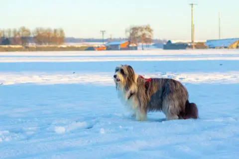 Lucy Bickerton Bramble the dog in snow