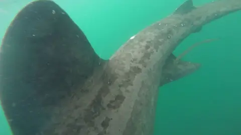 Craig Whalley Basking shark by Craig Whalley