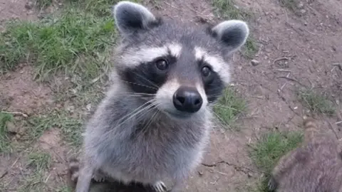 A raccoon