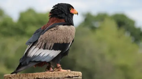 International Centre of Birds of Prey Moscato sat on a branch