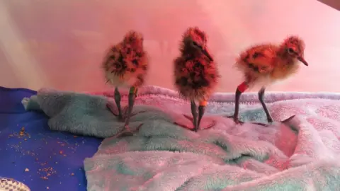 WWT Godwit chicks in hatchery