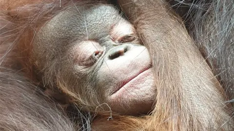 Chester Zoo Bornean orangutan baby