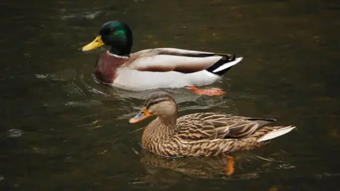 A close up of two mallard ducks swimming in a pond. One has a yellow beak and green feathered head and the other has an orange beak and brown feathered head. 
