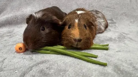 Eastbourne Rabbit & Guinea Pig Rescue Two brown guinea pigs eating a carrot and asparagus beans. 