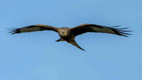 Mark Hopkins A red kite is pictured gliding against a blue sky. It is mostly brown in colour and has a golden beak. 