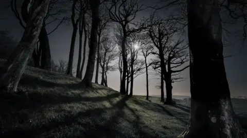 A photo of trees at night with the moon shining through. There are shadows cast by the moon and highlightedlichen-coverd trees. It is almost black and white. 