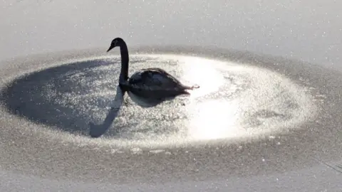 A young swan in a circle of dark ice in the middle of a canal, there is a dusting of snow on the water