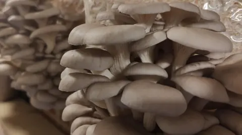 KIERAN SOCKETT A close-up shot of some of Kieran Sockett's fungi, which are white with large, flat caps (or, technically, pilei).