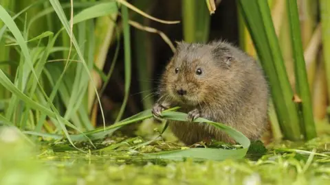 Terry Whittaker 2020Vision A water vole on the water edge holding a blade of grass, with reeds behind it