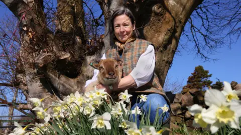 A woman in a tartan gilet sits under a tree in daffodils with her arms around a brown-faced sheep