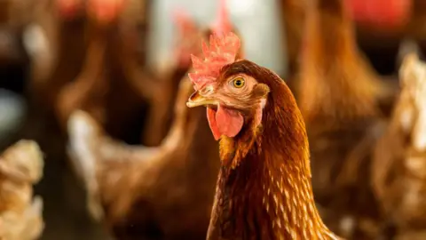 Brown laying hen with ruffled brown feathers and red comb standing in a commercial poultry farm.