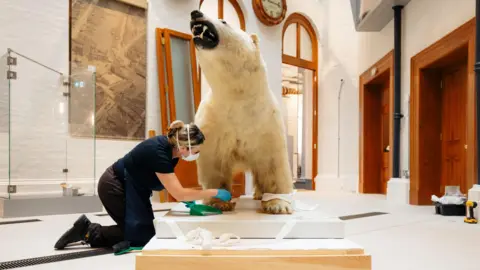 Hull Maritime Museum A stuffed polar bear looking up and showing its teeth has been placed on a white square podium in the room of a museum. A woman in dark clothing and a white mask on is attaching his paws to the podium with white cloth.