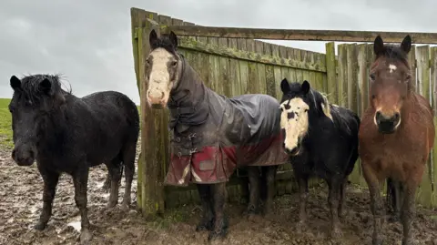 Four horses stand in a muddy field next to a shelter.