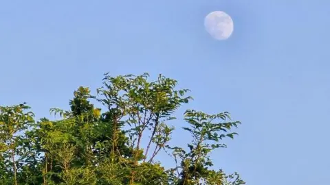 Frances B/BBC The moon behind a tree in a blue sky 