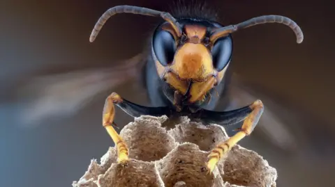 Getty Images A close up image of an Asian hornet.