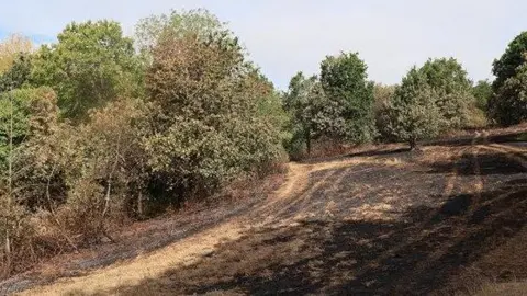 Devon Wildlife Trust Scorched grassland on the right with trees on the left