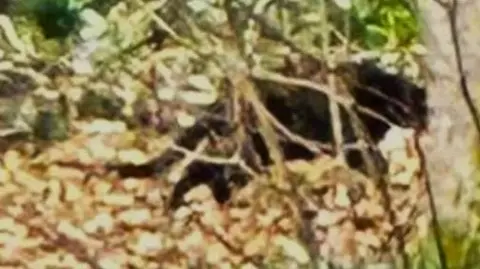 A blurry image of what appears to be a large black feline walking from left to right in some woods. There are trees and leaves covering the ground. 
