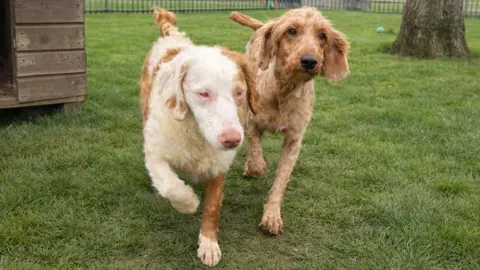 RSPCA Two poodle-cross dogs, one with red eyes and a pink nose and white and tan fur, the other with tan fur, black eyes and a black nose, seen running outside on grass
