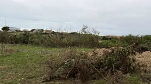 A pile of woodchip on the right with cut down branches in front of it. Behind are hedges and grass. There are buildings in the distance.