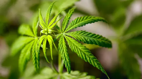  EPA-EFE/REX/Shutterstock Close up of a cannabis plant, which has long thin green leaves with serrated edges