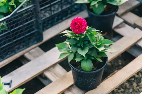 A solo pink Flower sits in a pot in an unidentified outdoor flower shop.