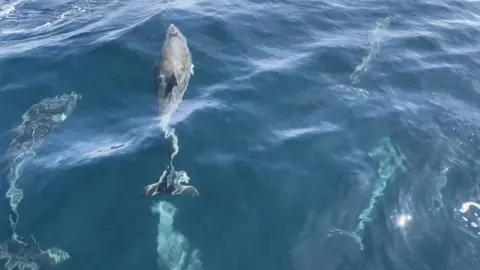Sarah Perry Group of dolphins swimming in Cardigan Bay as one is seen to defecate while on the move