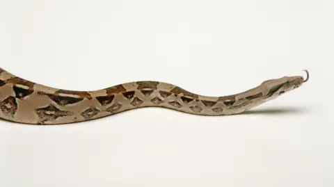 An image of a boa constrictor snake which has its tongue out on a white background