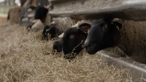 A row of sheep poke their heads out of their pen and eat hay.