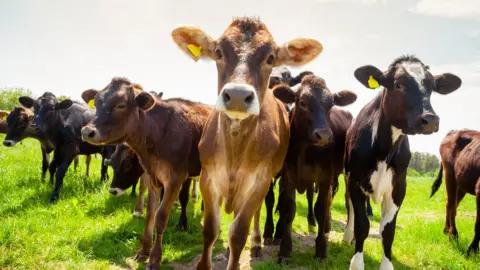 Getty Images Cows