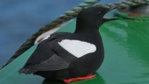 Black guillemot sitting on a boat in Peel