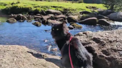 Helen Davies Indie is sitting on a rock above a stream which has boulders in it. She has a lead on.