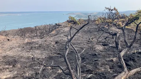 Burnt ground with destroyed trees and bushes and the sea in the distance.