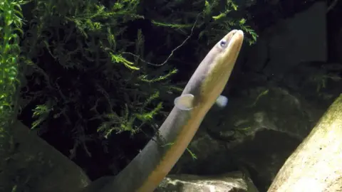 Colin Milkins The European eel, shown here in a file photo, is an endangered species