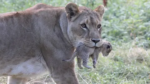 Simon Couchman An African lion, holding a cub in its mouth, pictured against a grassy background.