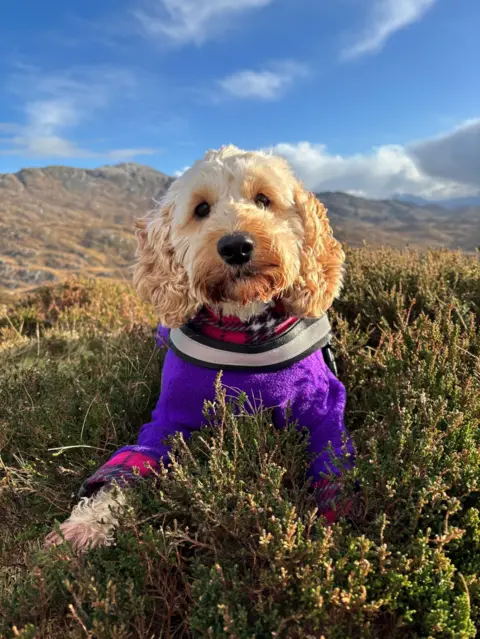 Shannon MacDonald A dog wearing a purple jacket looking cheerfully into the camera