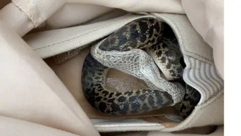 Scottish SPCA Snake in a shoe