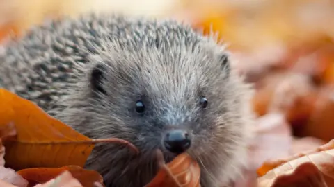 BBC Hedgehog