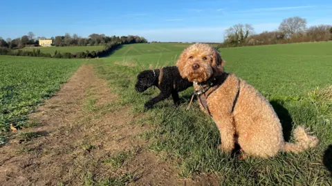WeatherWatchers/CraigRich Two dogs sit on the side of a path during a county walk under bright blue skies in southern Wiltshire.
