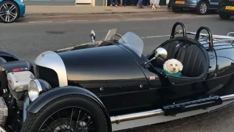 dog in car