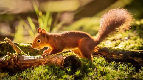 PA Media A picture of a red squirrel in the wild. The squirrel appears to be eating food from a tree trunk.