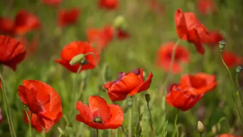 Shaun Whitmore/BBC A close-up of a group of red poppies in a poppy field.