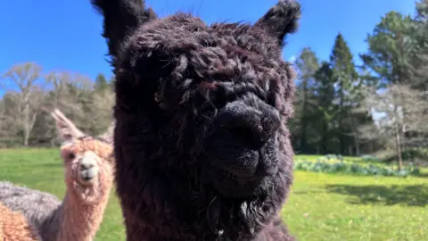 A black alpaca is facing the camera with a white alpaca behind it. They are in a field with trees behind them. 
