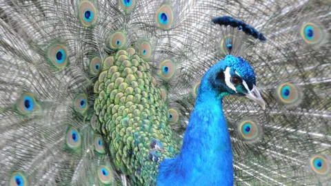 Peacock