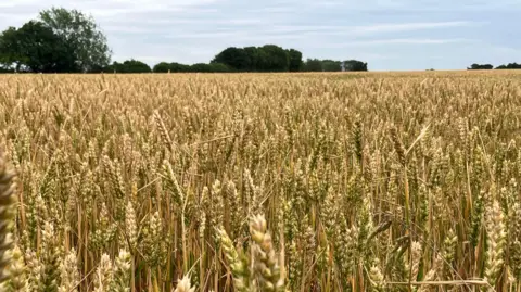 Matt Knight/BBC A close up of a large field growing golden wheat. There are trees in the background and the sky is blue. 