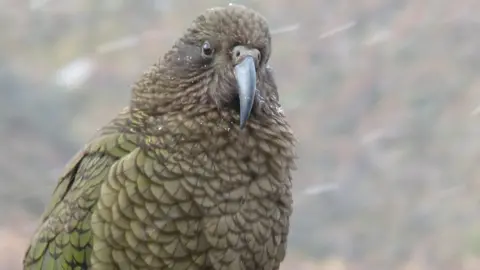 Alan Liefting A kea in the wild