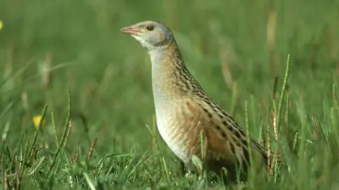 Getty Images Corncrake sitting on grass