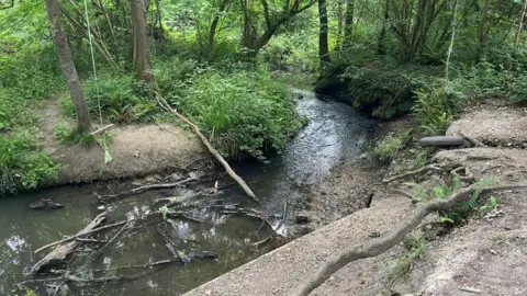 Councillor David Harrison A stream with branches in it surrounded by a forest