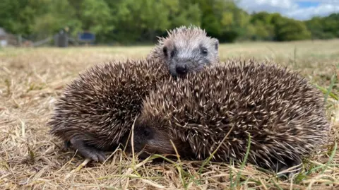 Hornbeam Wood Hedgehog Sanctuary Two young hedgehogs